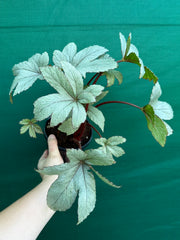 Begonia ‘Pollux’ NEW