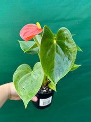 Anthurium NOID 2 NEW