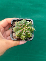 Glymnocalycium