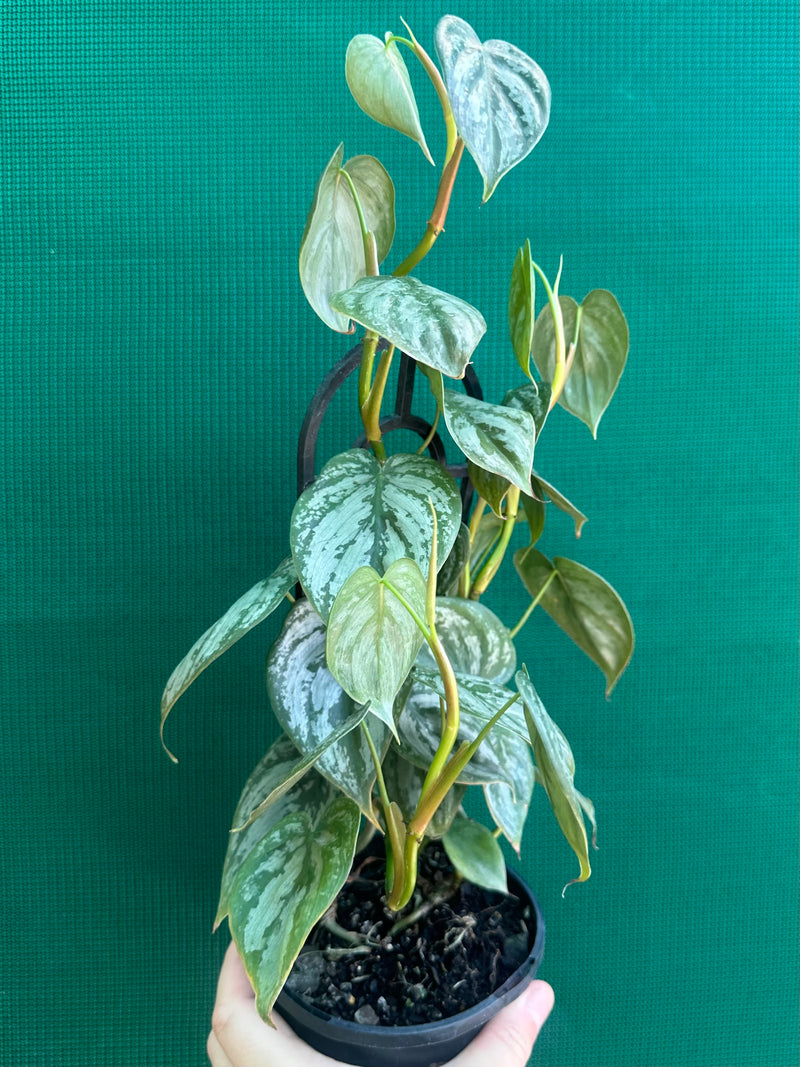 Philodendron Brandtianum