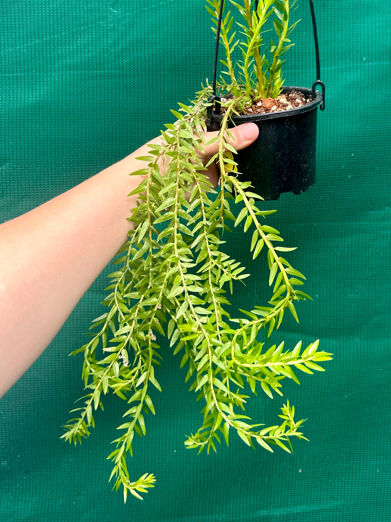 Phlegmariurus Phlegmarioides Fiji Layered Tassel Fern NEW