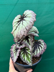 Begonia ‘Fireworks’