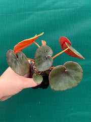 Begonia Lyman-Smithii NEW