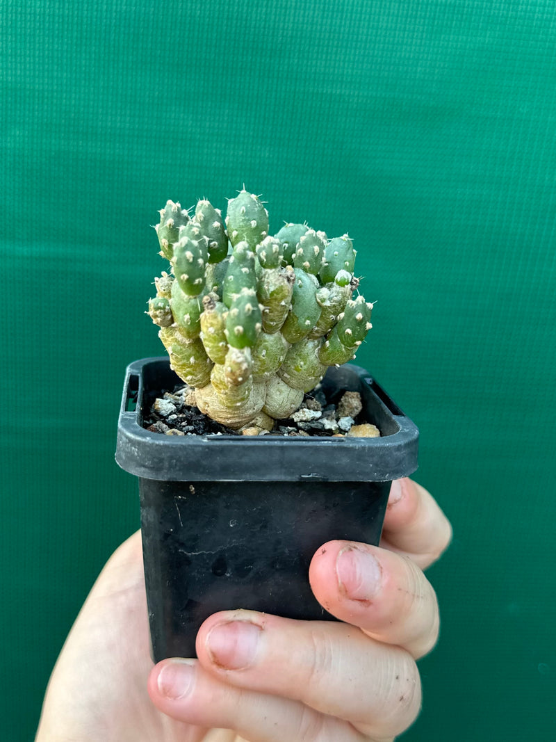 Matucana Polzii