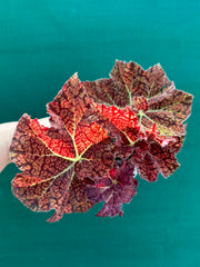 Begonia ‘Fireball’ NEW