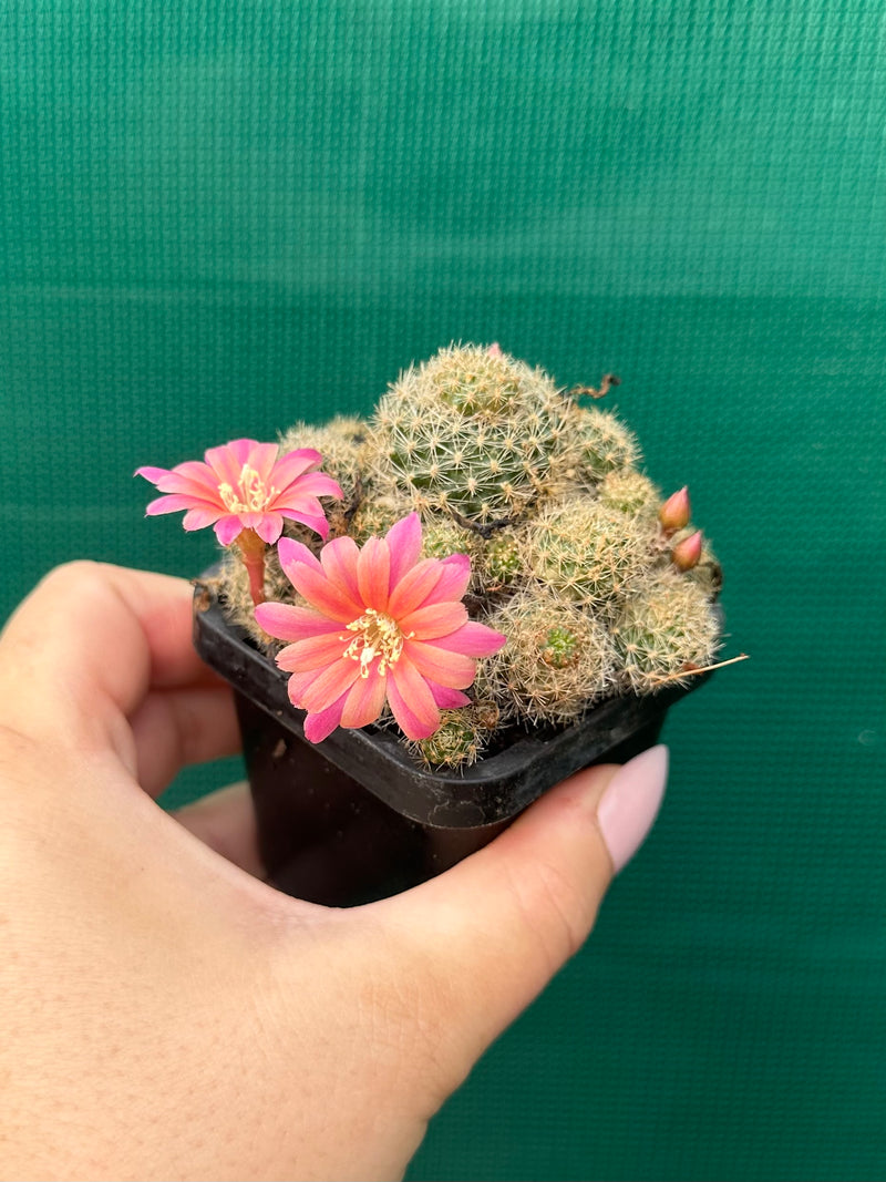 Rebutia pink sensation