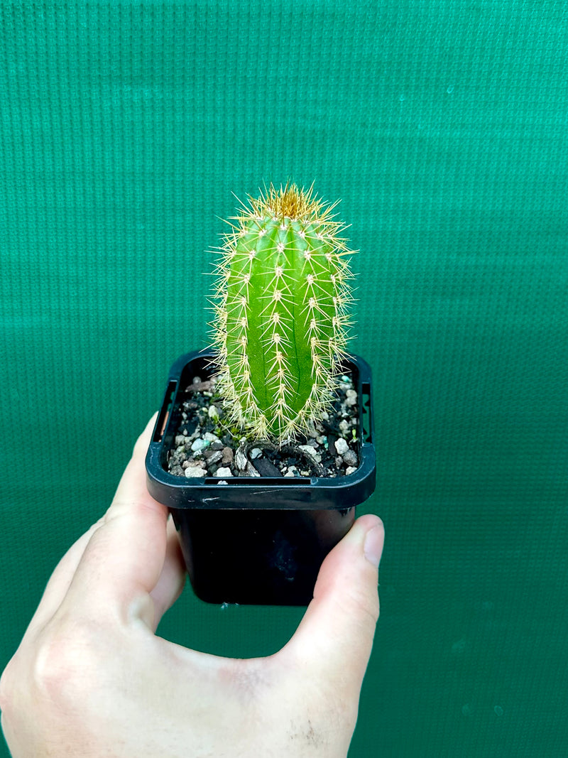 Trichocereus spachianus NEW