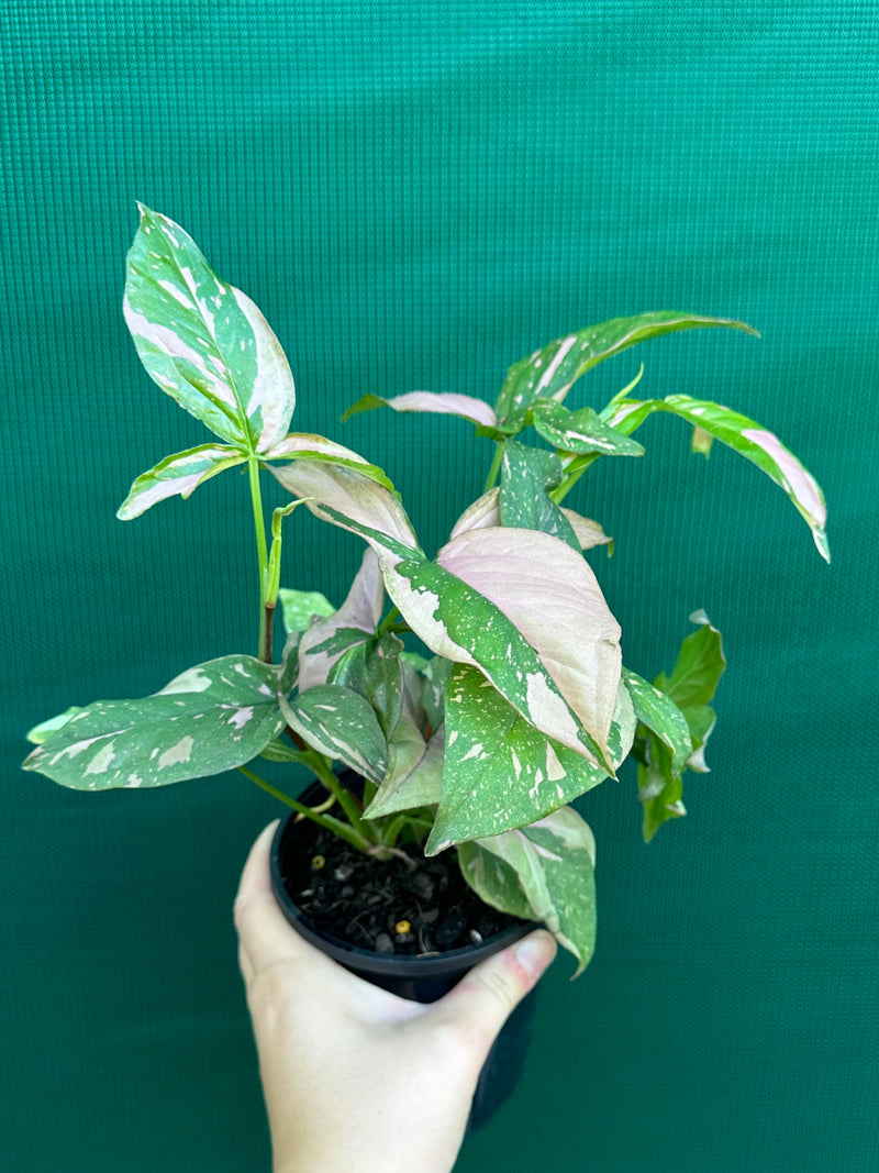 Syngonium ‘Red Spot’