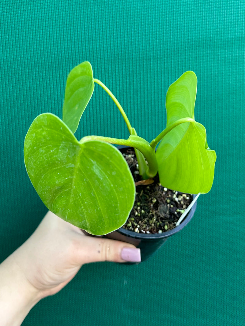 Philodendron ‘Eximium’