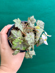 Begonia ‘Warden Bend’