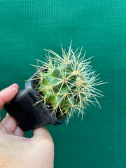 Golden Barrel Cactus