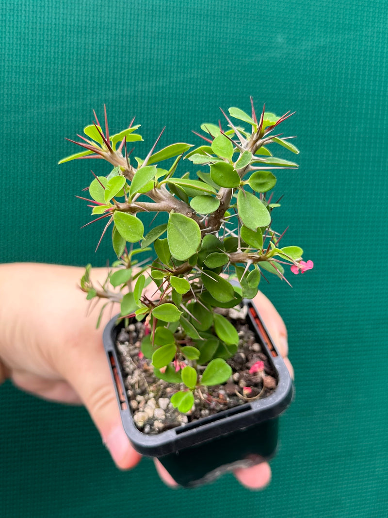 Euphorbia millii ‘Lucky Lady’ NEW