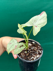 Syngonium 'Salmon Pink'