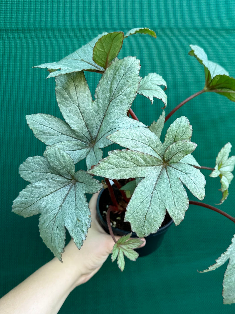 Begonia ‘Pollux’ NEW