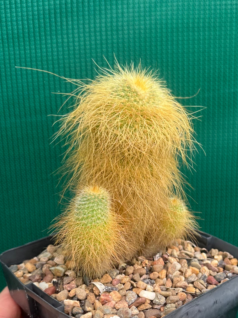 Parodia leninghausii NEW