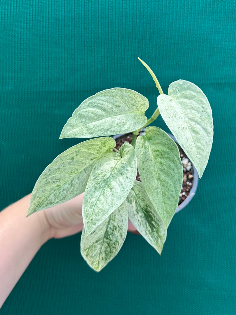 Monstera ‘Laniata Variegata Mint’