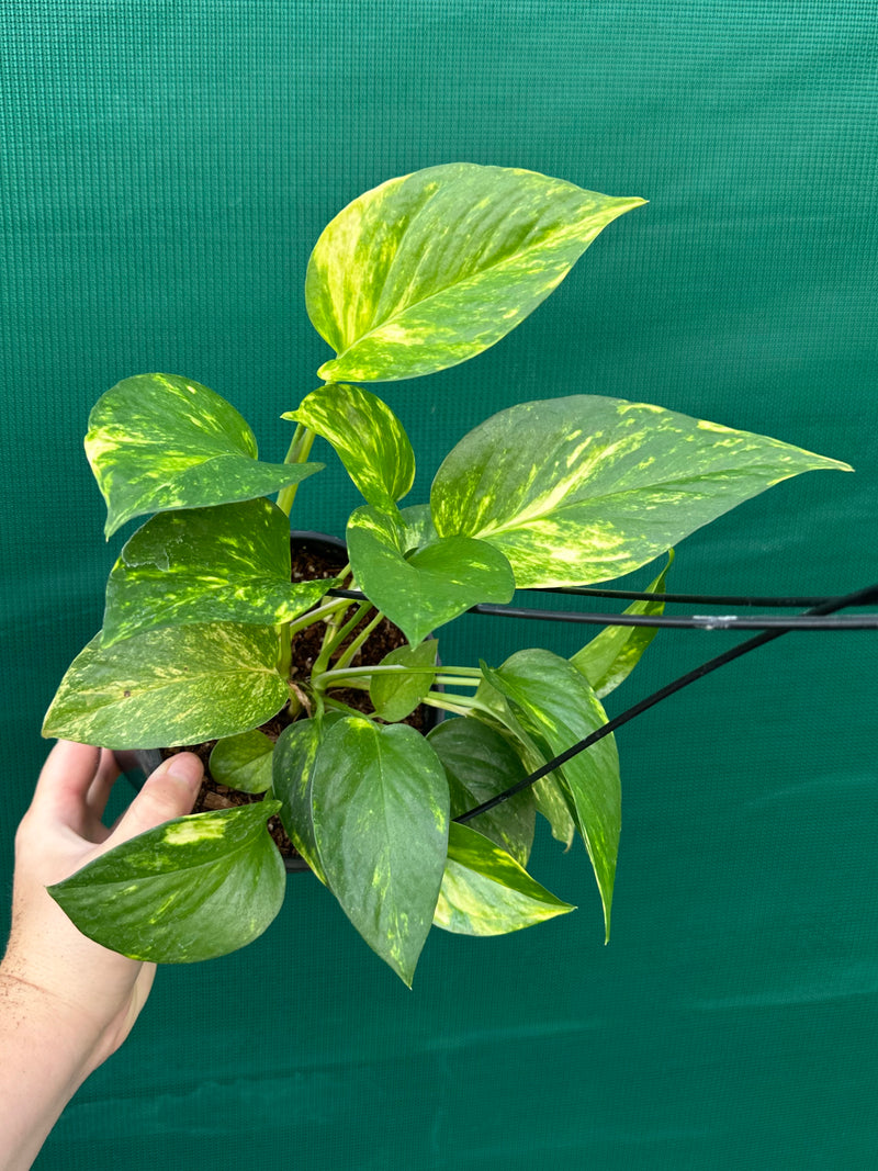 Pothos 'Golden'