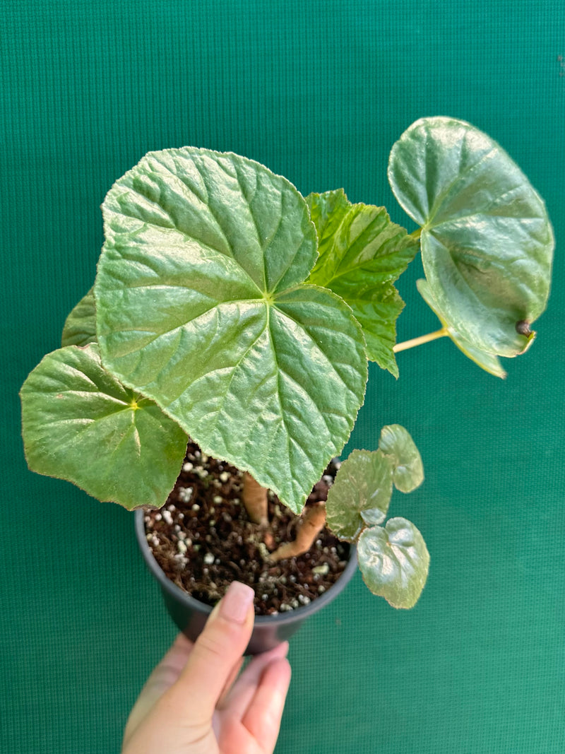 Begonia NOID (thick stem type) NEW