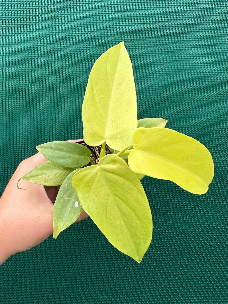 Philodendron Bipennifolium Aurea 'Golden Violin'