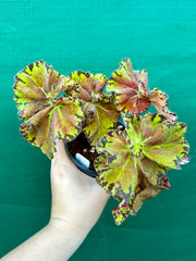 Begonia ‘Russet Queen’