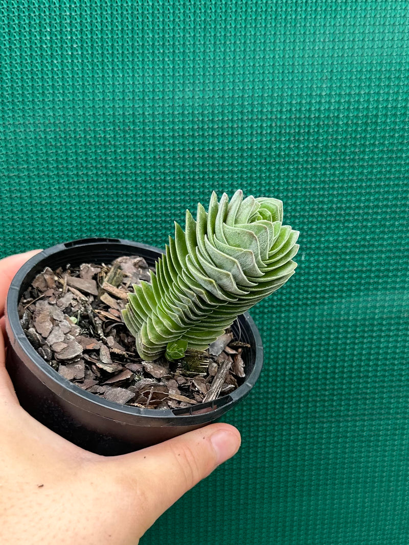 Crassula Buddah’s Temple NEW