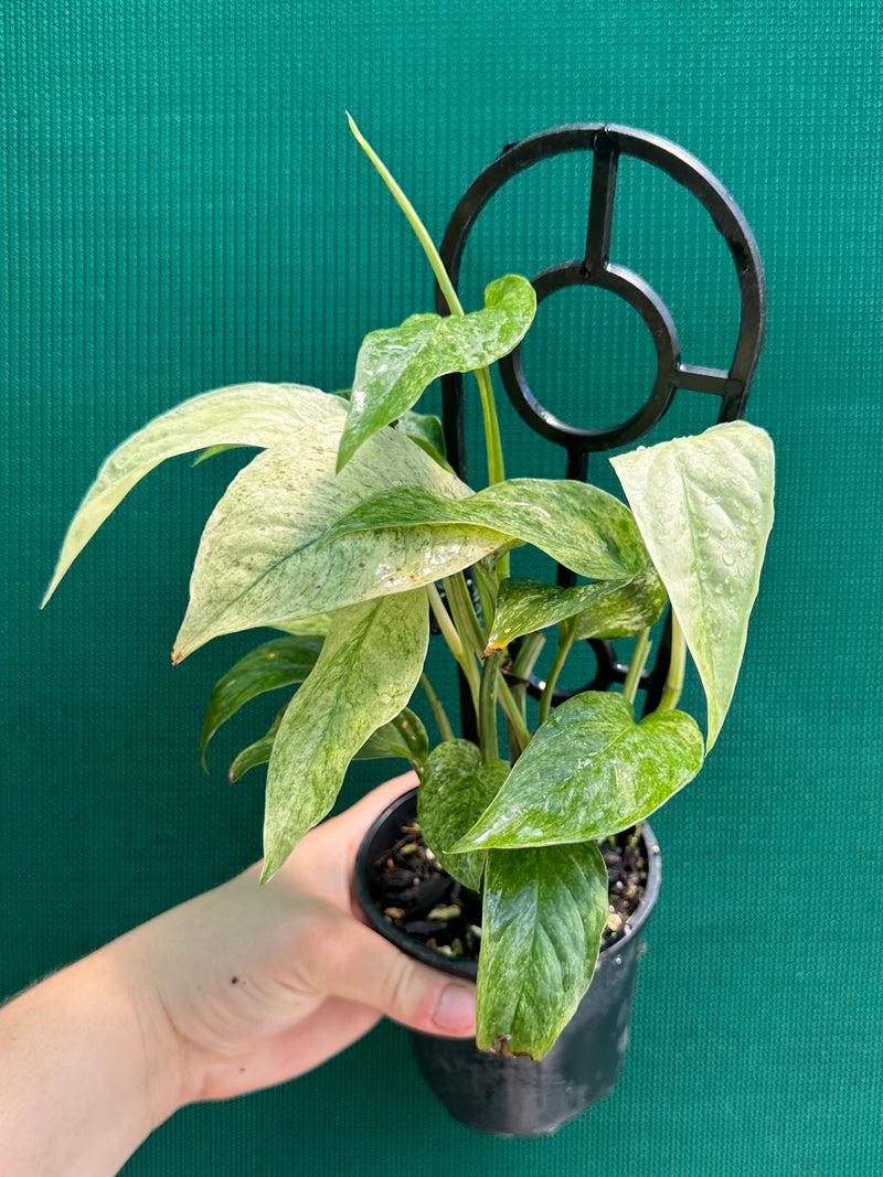 Monstera ‘Laniata Variegata Mint’