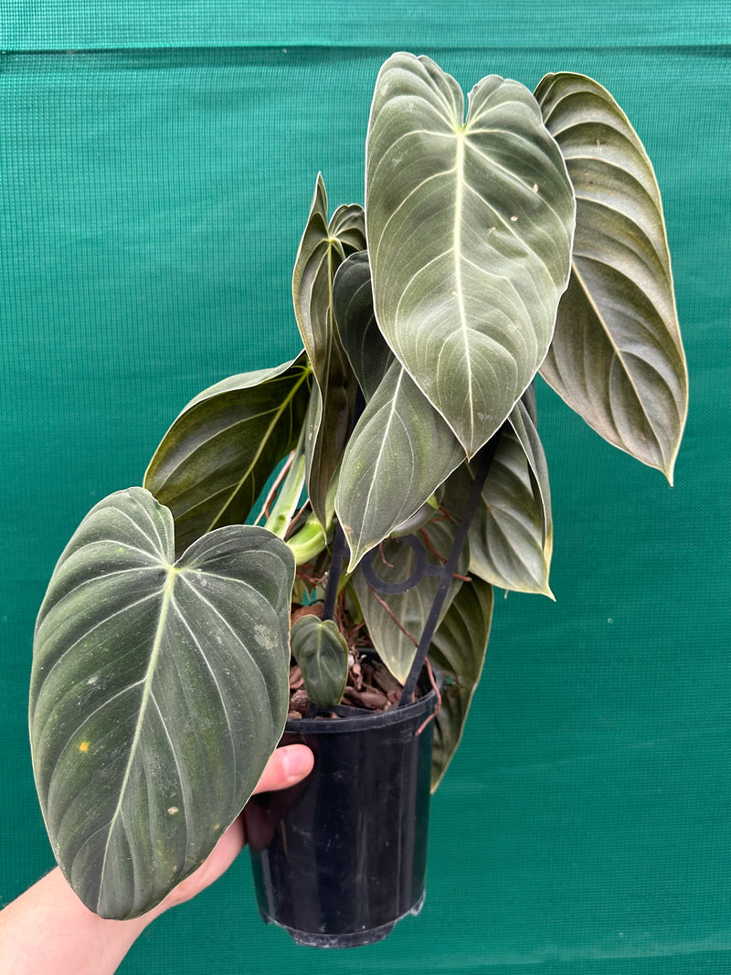 Philodendron Melanochrysum