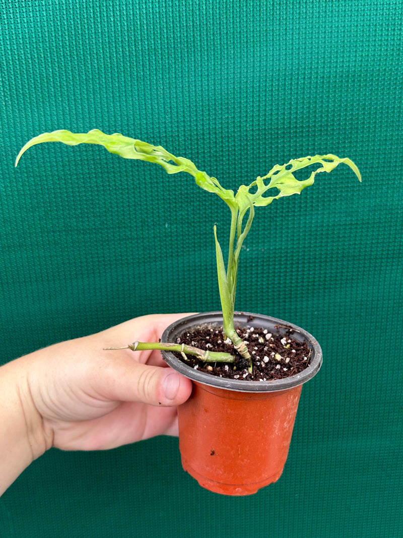 Monstera ‘Obliqua’