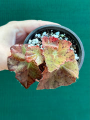 Begonia ‘Russet Queen’ x. Self NEW