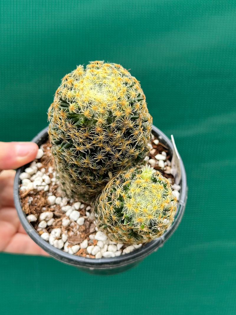 Mammillaria NEW