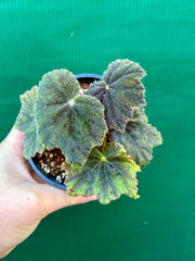 Begonia ‘Velvet’