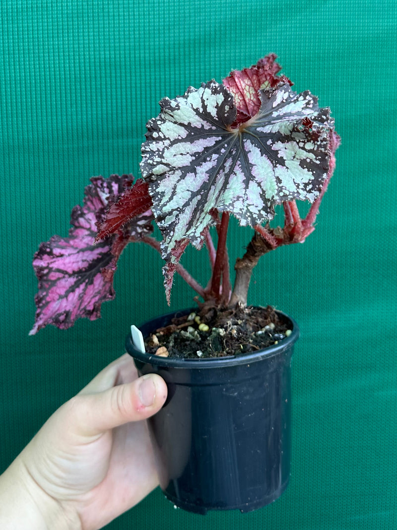 Begonia NOID 56 NEW