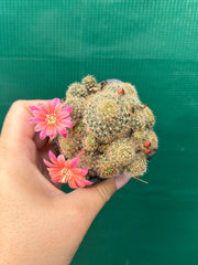 Rebutia pink sensation