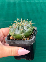 Glymnocalycium