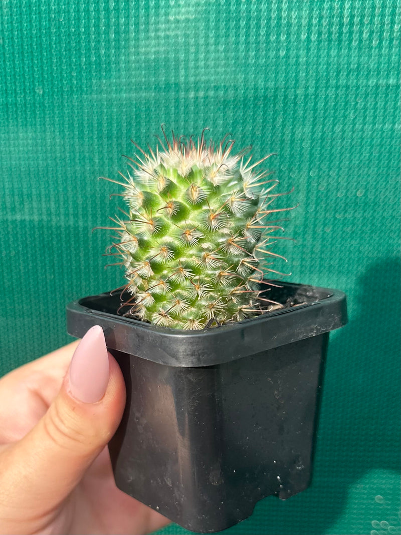 Mammillaria bombycina