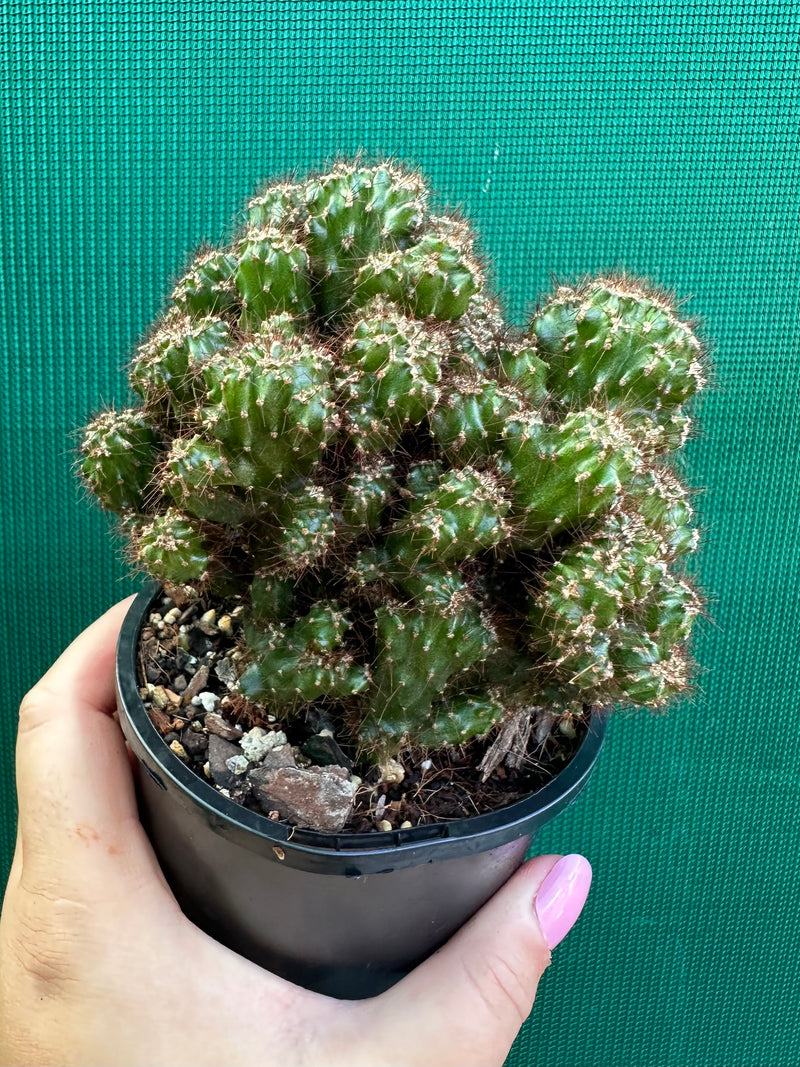 Cereus Peruvianus 'Monstrose'