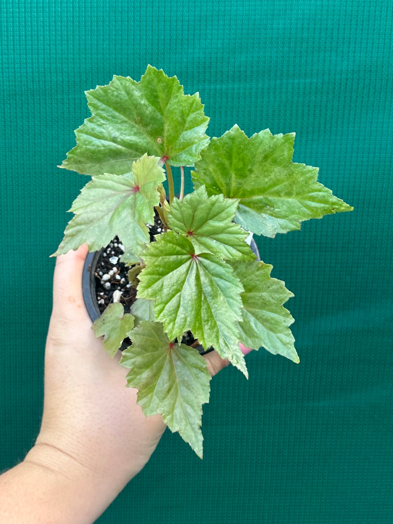 Begonia dipetala x. NEW