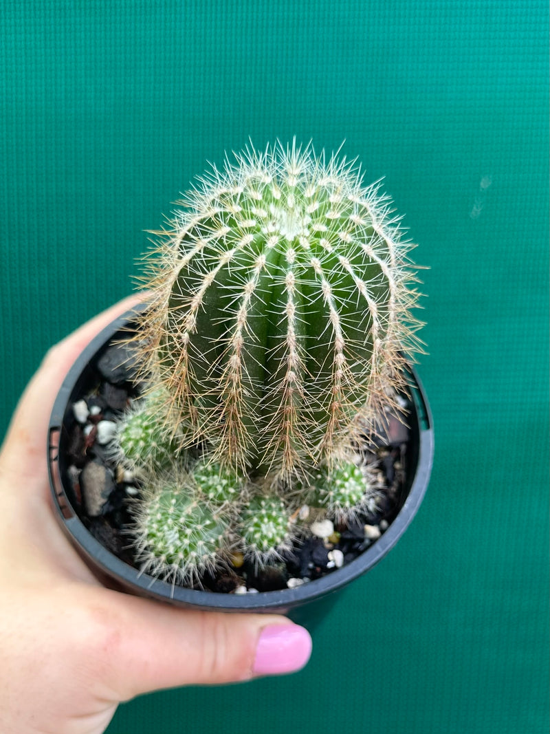 Notocactus magnificus