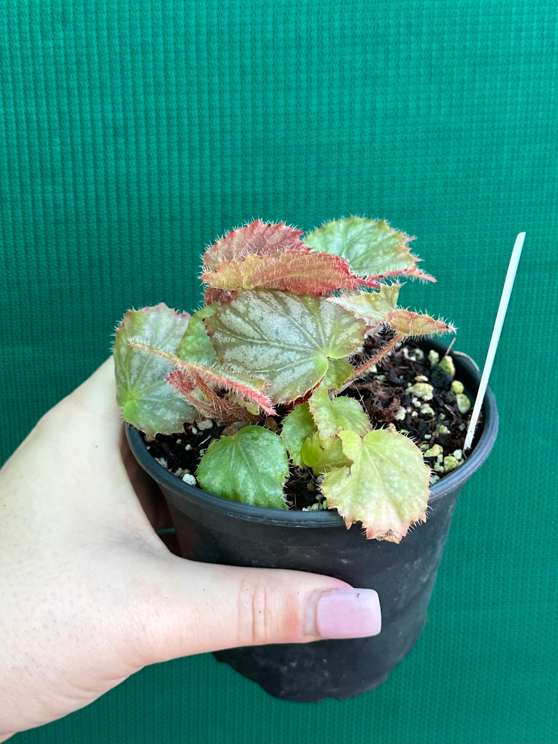 Begonia NOID 7