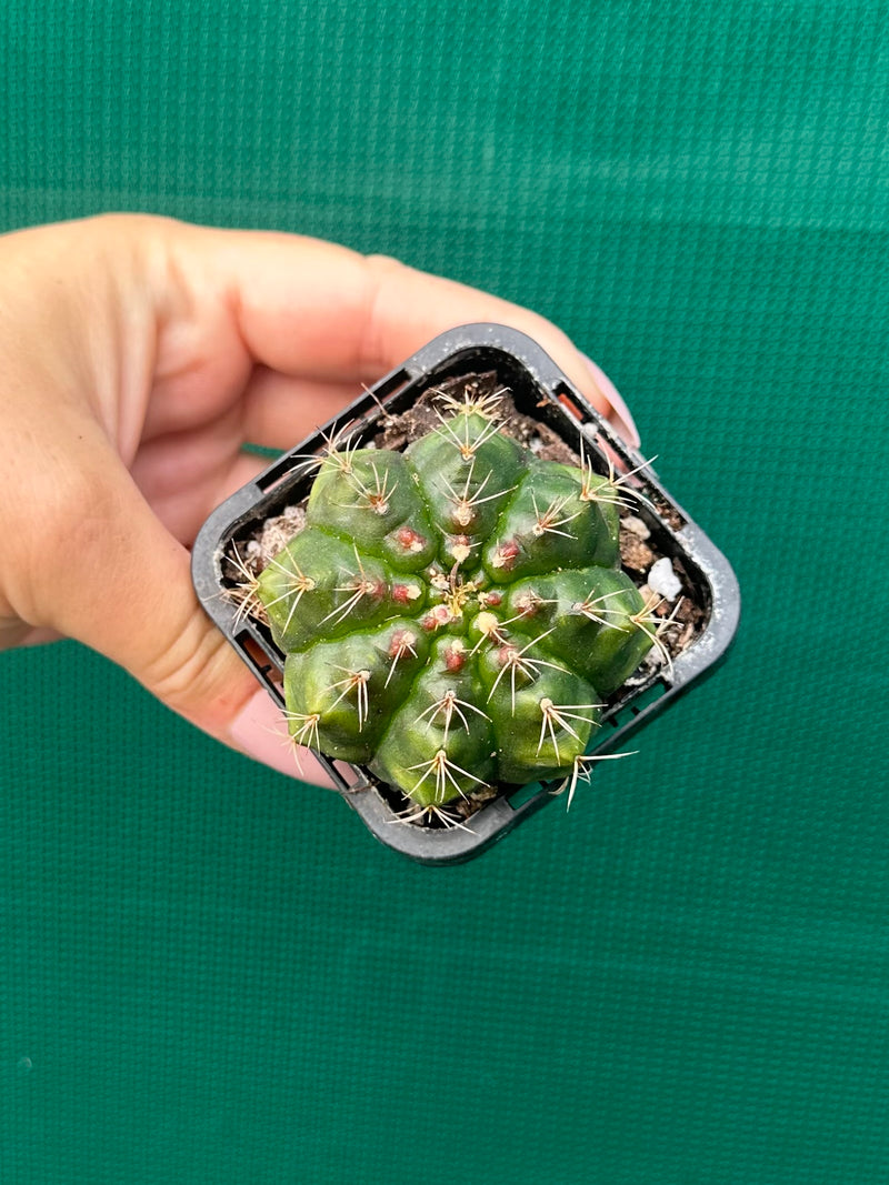 Glymnocalycium