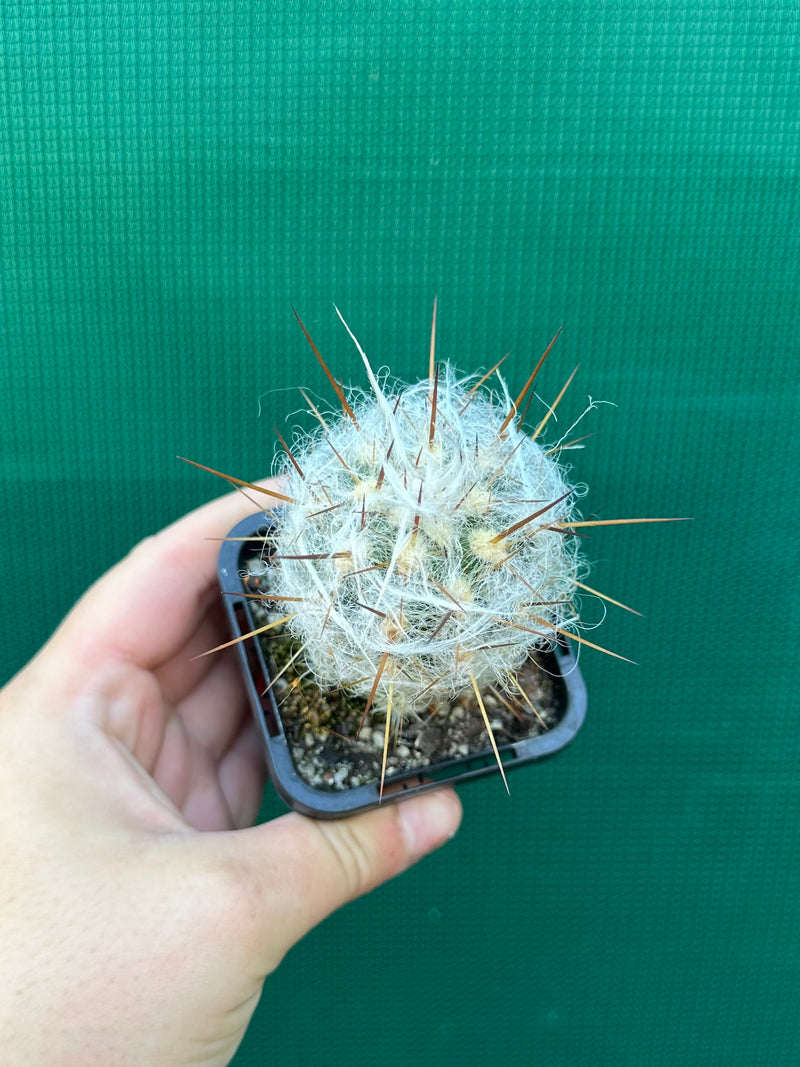 O. trollii