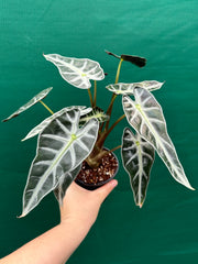 Alocasia ‘Bambino’