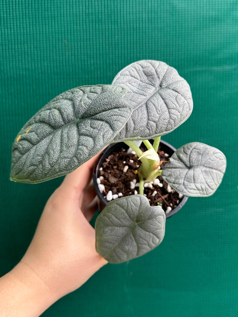 Alocasia ‘Melo’