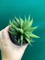 Haworthia Hybrid CV ‘Sandpaper’