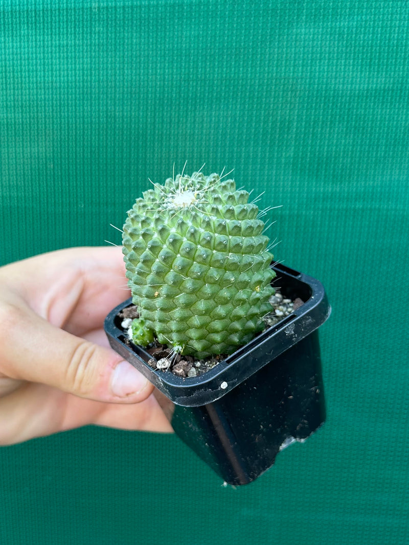 Mammillaria Pico compacta