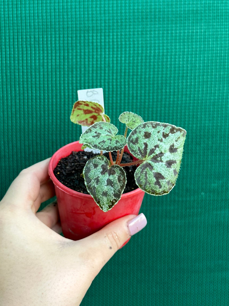 begonia austrovietnamica