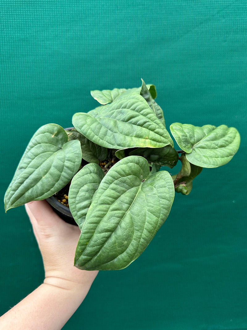 Anthurium ‘Radicans’