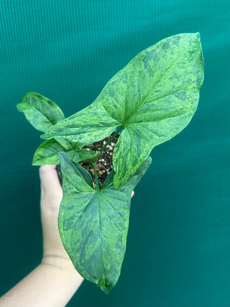 Syngonium 'Mojito'