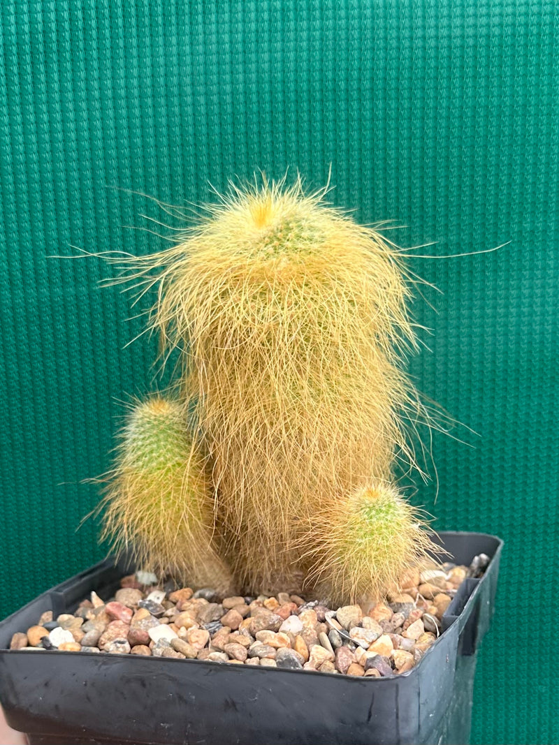 Parodia leninghausii NEW