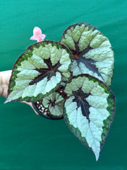 Begonia ‘Lively Ladd’